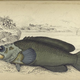 Illustration for article titled Natural History of Fishes of the Perch Family
